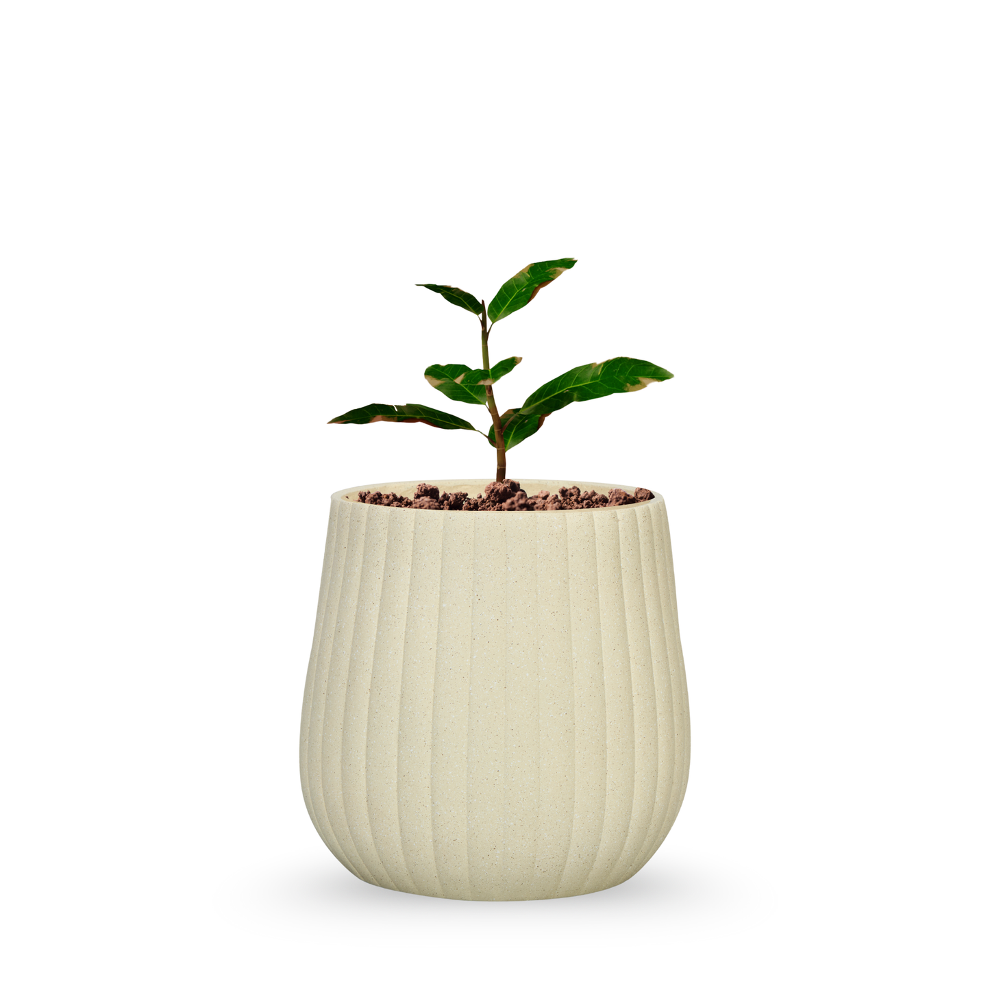 Sandstone Grove Planter Set