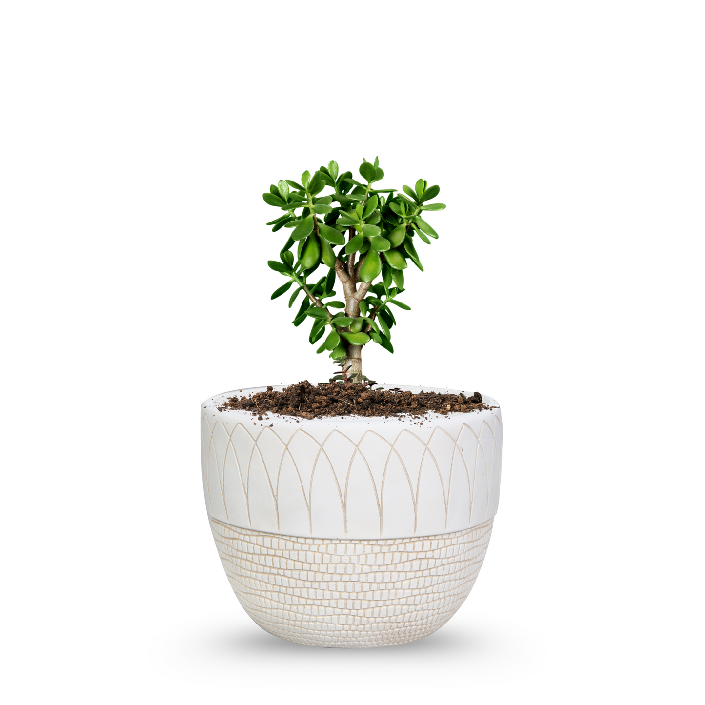 Liora Planter