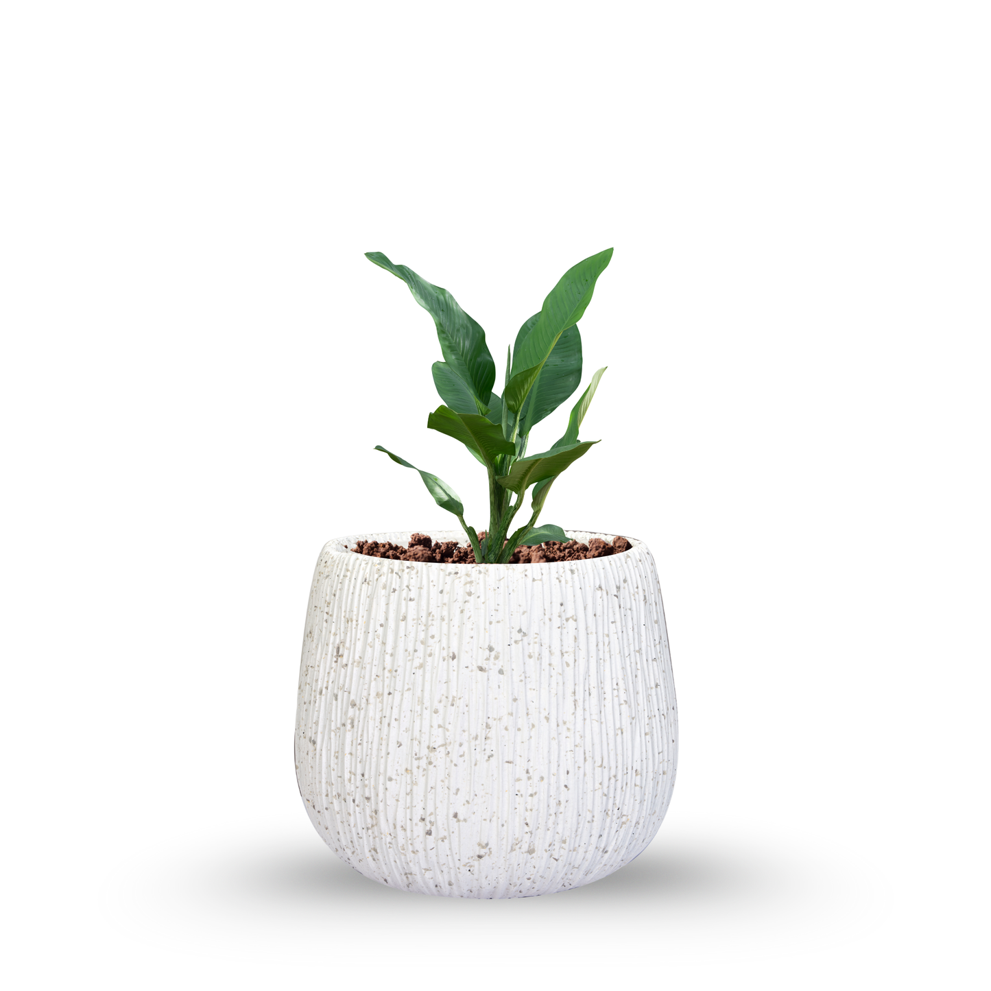Elara Planters