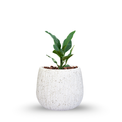 Elara Planters