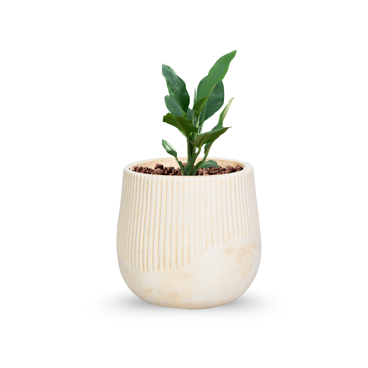 Elowen Curve Premium FRP Designer Planter