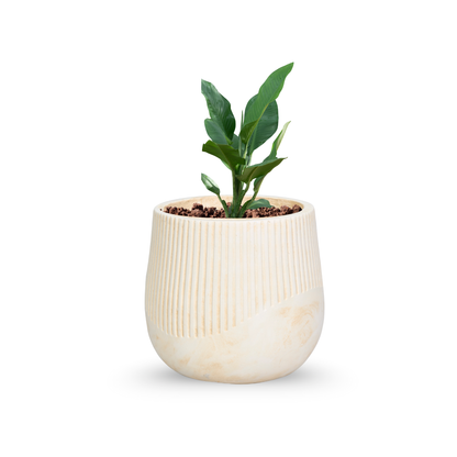Elowen Curve Premium FRP Designer Planter